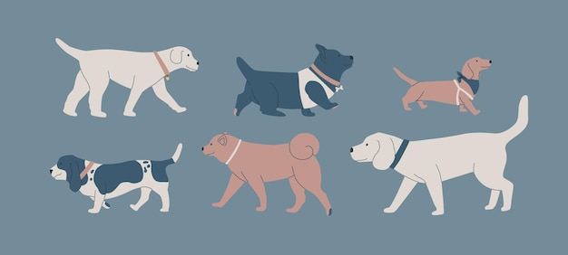 Vector a set of various dogs cute dogs of different breeds dog show or dog walking in the city or in the park vector flat contour graphics