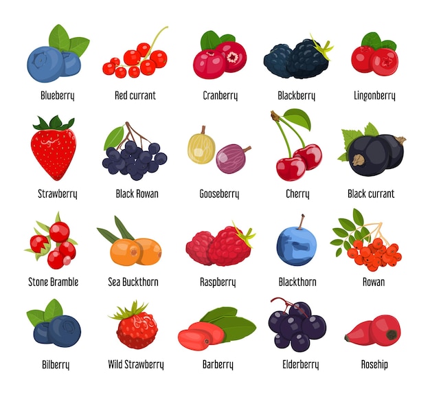 Vector set of various edible berries.