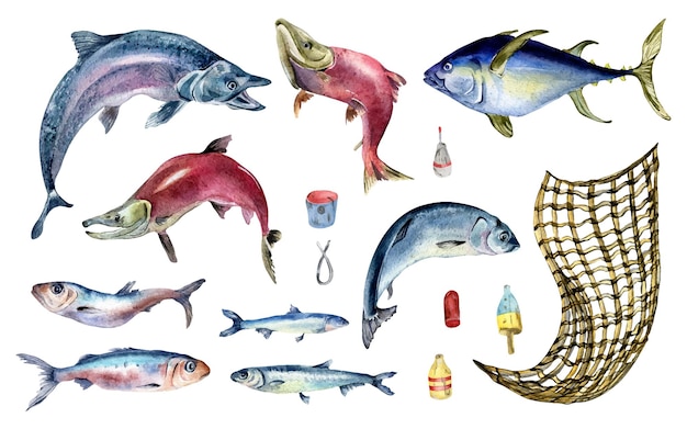 Набор различных акварельных иллюстраций свежей морской рыбы, выделенных на белом Рыбная сеть, лосось, сельдь