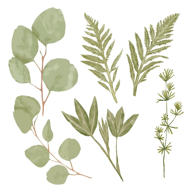 A set of various leaves