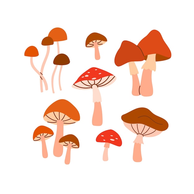 Set of various mushrooms illustration isolated