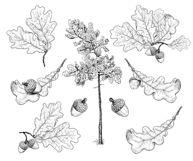 Vector set of various oak leaves and acorns realistic drawing on a white background autumn collection