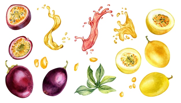 Vector set of various passion fruits leaf splash juice watercolor illustration isolated maracuja
