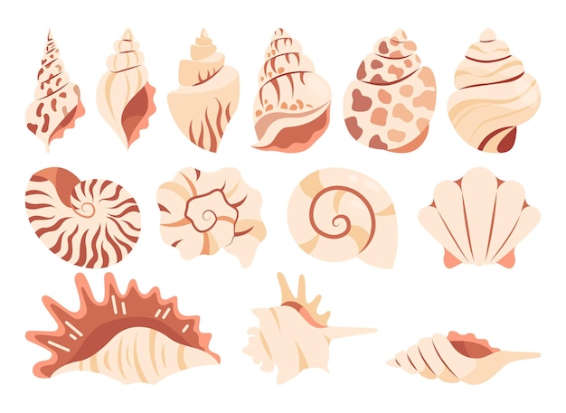 Set of various sea shells on white background.