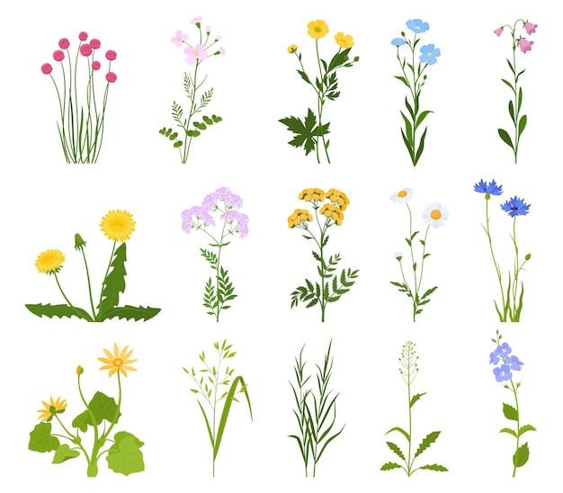 Set of various wild flowers and herbs vector illustration on a white background