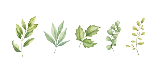 Set of various wild leaves collection