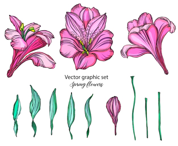 Vector set of vector alstroemeria flowers