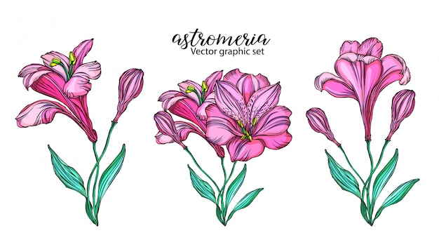 Set of vector alstroemeria flowers