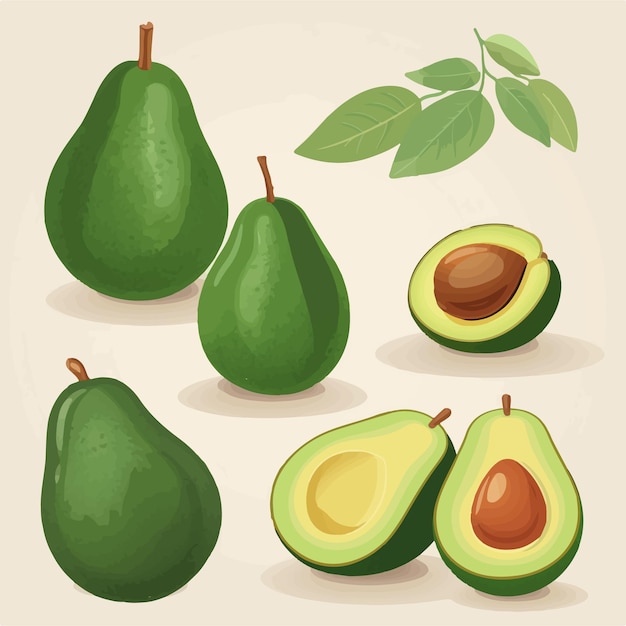 Set of vector Avocado illustrations for your design needs