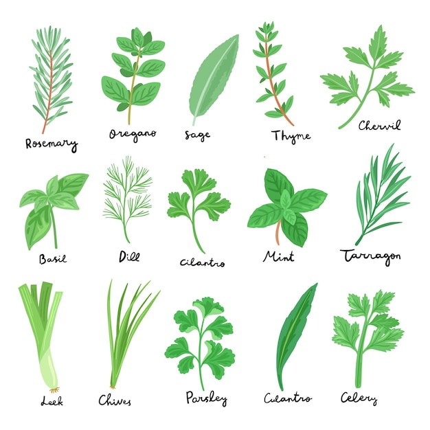 Set of vector culinary herbs illustration