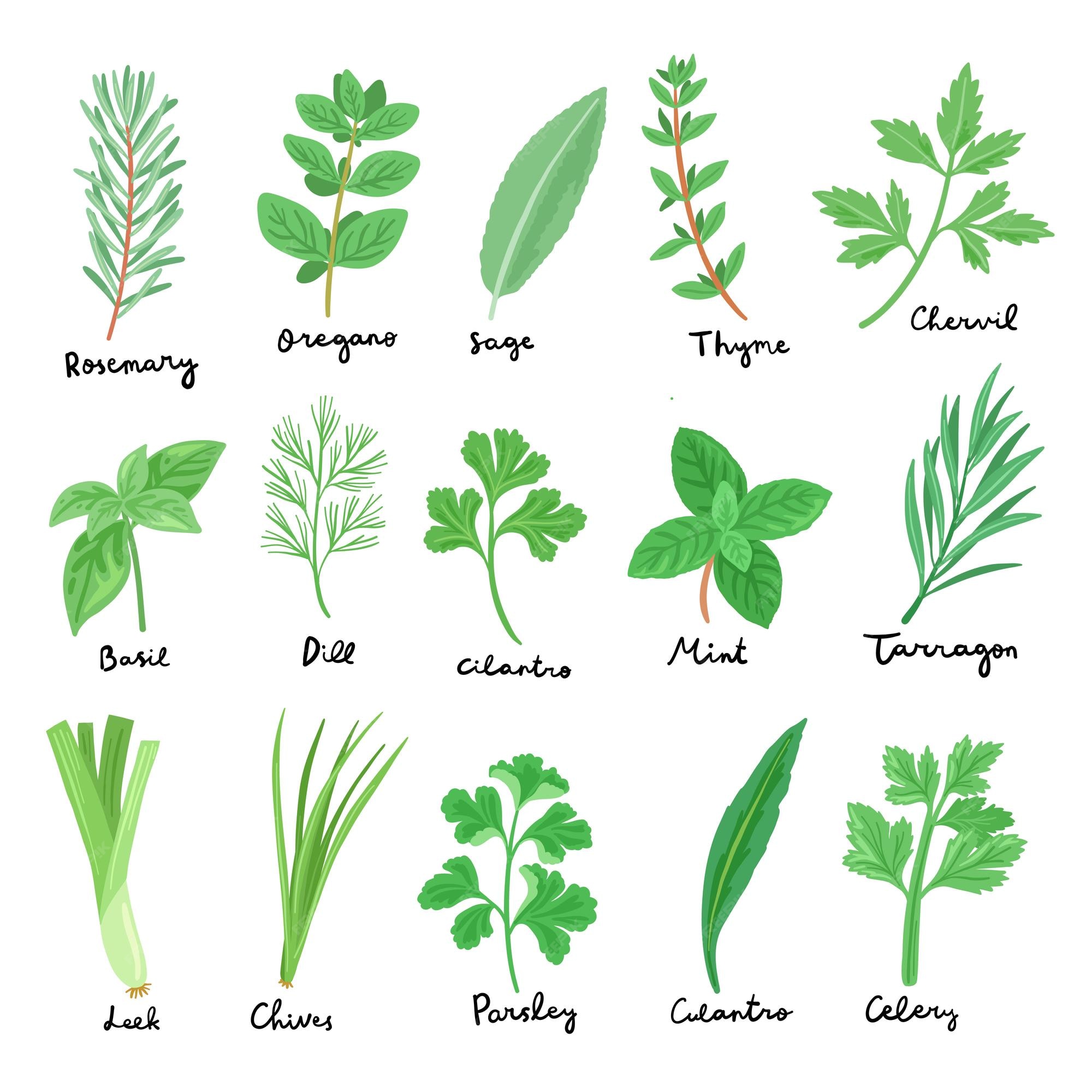 best-herbs-to-take-daily-according-to-a-dietitian