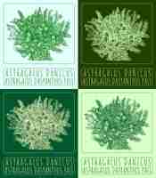 Vector set vector drawing astragalus danicus in colors hand drawn the latin is astragalus dasyanthus pall