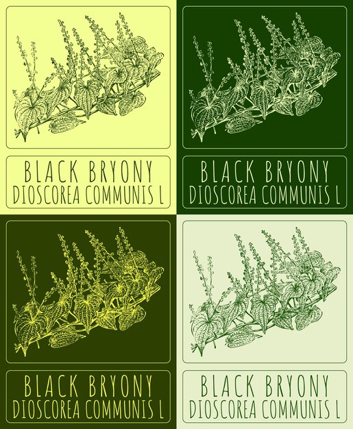 Vector set of vector drawing black bryony in various colors hand drawn the latin is dioscorea communis l