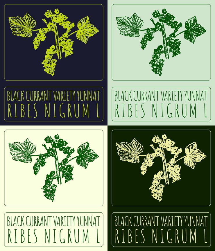 Vector set of vector drawing black currant variety yunnat in various colors latin name is ribes nigrum l