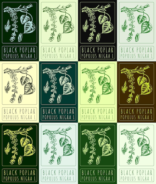 Vector set of vector drawing black poplar in various colors the latin name is populus nigra l