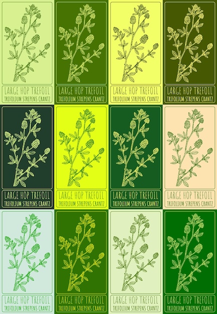 Set vector drawing of LARGE HOP TREFOIL in various colors Hand drawn Latin name TRIFOLIUM STREPENS