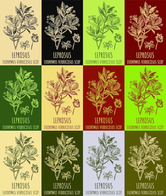 Set of vector drawing of LEPROSUS in various colors Hand drawn illustration Latin name EUONYMUS VERRUCOSUS L