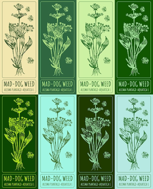Набор векторных рисунков MADDOG WEED в различных цветах Ручно нарисованное латинское название ALISMA PLANTAGOAQUATICA L