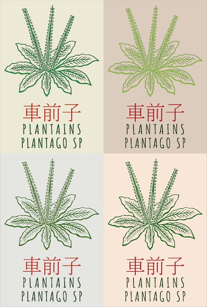 Set di disegni vettoriali plantains in cinese in vari colori il nome latino è plantago sp