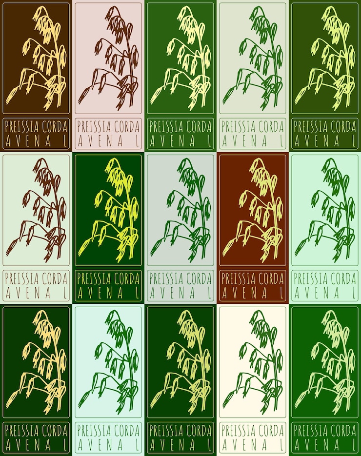 Vector set of vector drawing preissia corda in various colors hand drawn illustration latin name is avena l