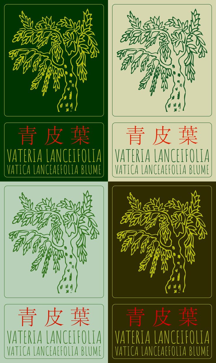 Vector set vector drawing vateria lanceifolia in chinese in colors latin name is vatica lanceaefolia blume