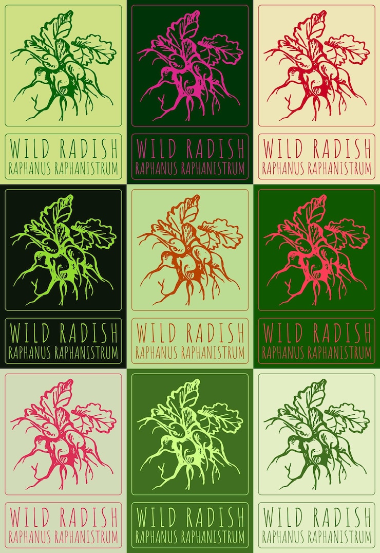 Vector set of vector drawing wild radish in various colors hand drawn illustration latin name is raphanus raphanistrum