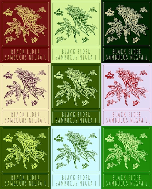 Set of vector drawings of black elder in different colors hand drawn latin name sambucus nigra l