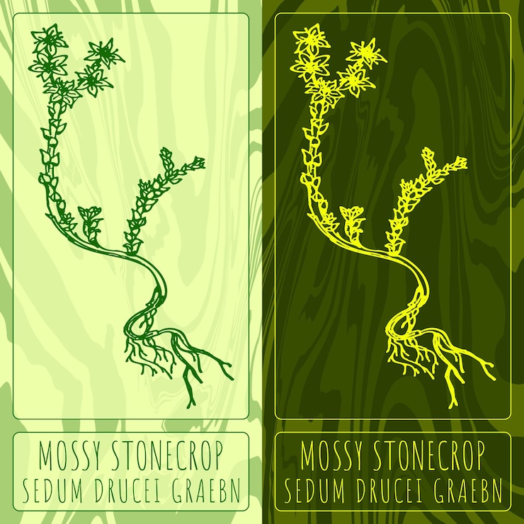 Vector set of vector drawings of goldmoss stonecrop in different colors hand drawn illustration latin name sedum acre l