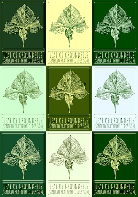 Vector set of vector drawings of leaf of groundsels in different colors latin senecio platyphylloides som