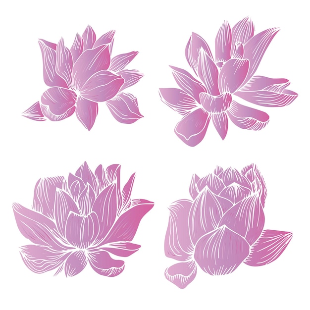 set of vector drawings line lotus flowers