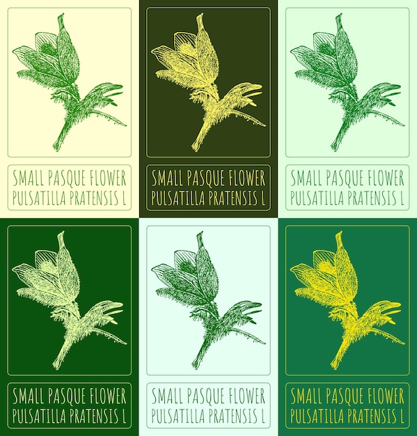 Vector set of vector drawings of small pasque flower in colors hand drawn latin name pulsatilla pratensis l