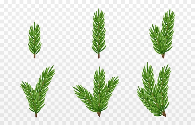 벡터 전나무 가지의 집합입니다. 가문비나무 가지 png, 소나무, 가문비나무. 크리스마스 장식들.