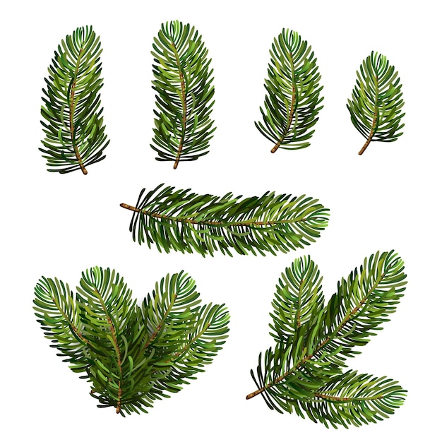 Set of vector fir tree twigs for xmas and new year design