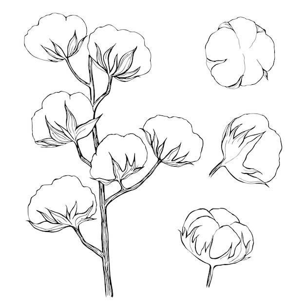 Set of vector hand drawn cotton flowers in engraving style