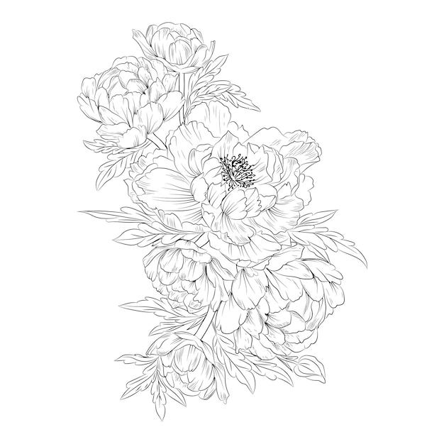 흰색 배경에 격리된 벡터 손으로 그린 모란 꽃다발 잉크 스케치 세트, 색칠하기 책