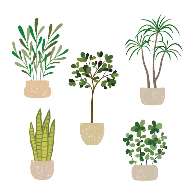 Set of vector house indoor plants, potted plants collection