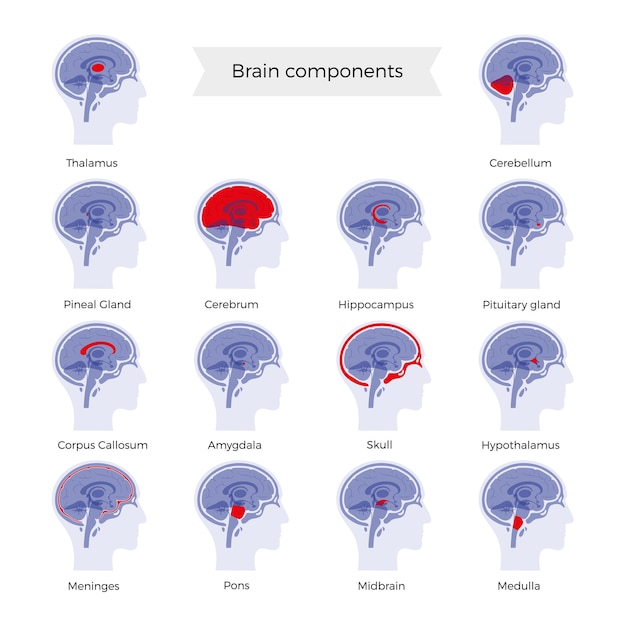 Set of vector illustration of brain components