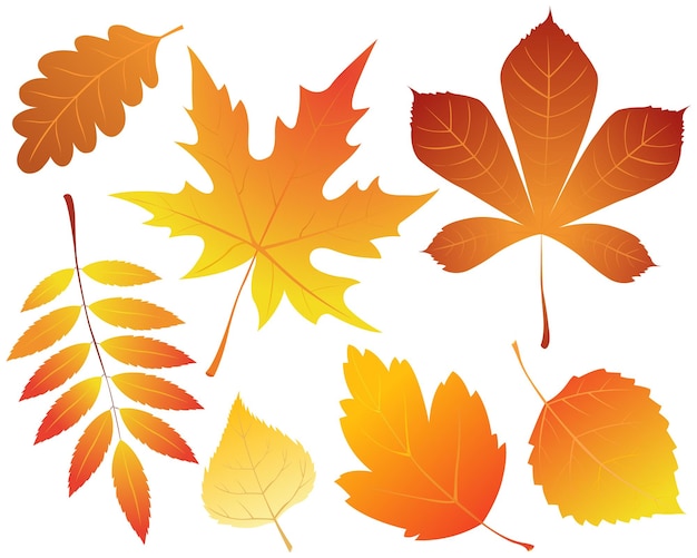 Vector set of vector images of autumn leaves.illustration isolated on white background.