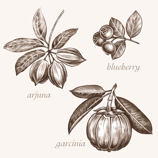 Set di immagini vettoriali di piante medicinali. gli additivi biologici sono. uno stile di vita sano. arjuna, mirtillo, garcinia.