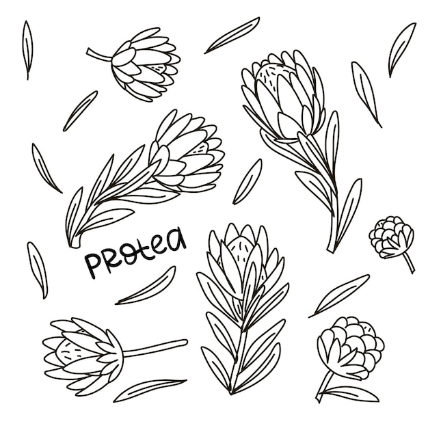 set of vector isolated illustrations of a linear sketch of king protea collection of exotic tropical