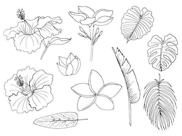 set of vector line tropical flowers, coloring page