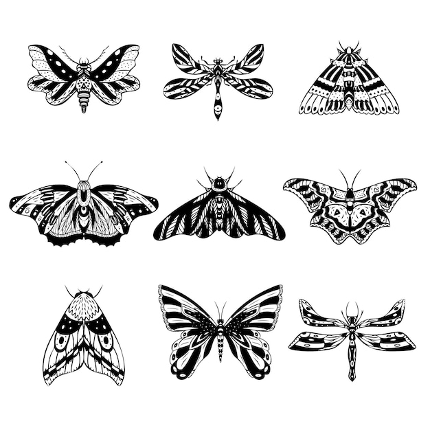 Set of vector night butterflies moths hand drawn illustration