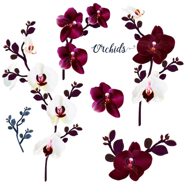 Set of vector orchids for design