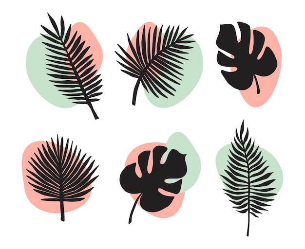 Set of vector palm and monstera leaves