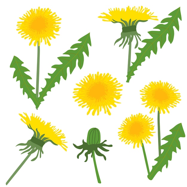 Set of vector stylized dandelions dandelions on a white background