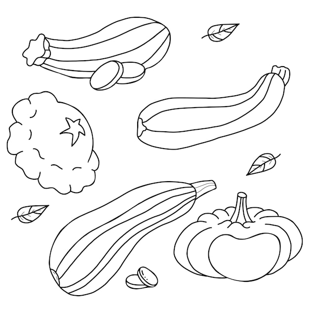 Набор овощей Тыквенные и паттисонские овощи, кабачки и кабачки Линейный ручной рисунок Контур