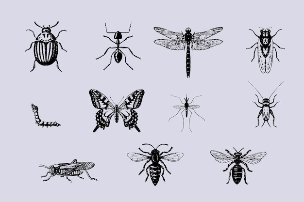 Set of vintage insect illustrations