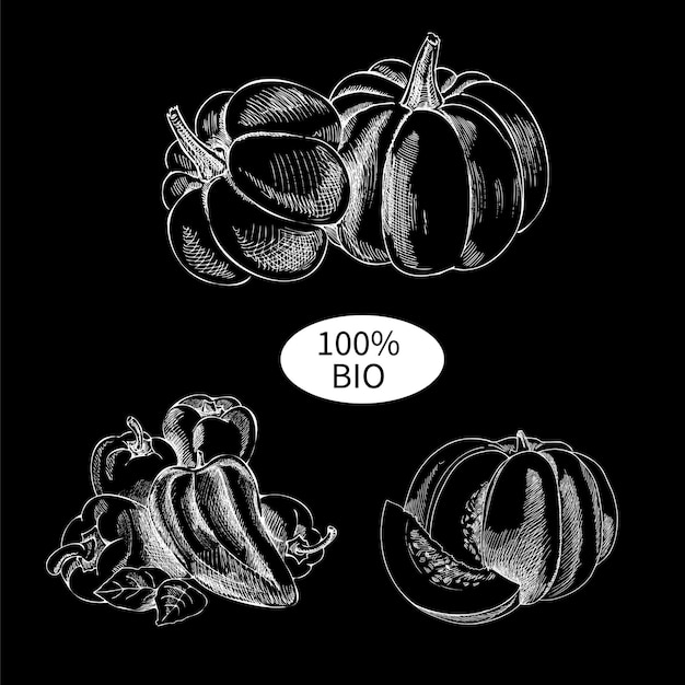 Set of vintage vegetable sketches on a black chalkboard Pumpkins and peppers