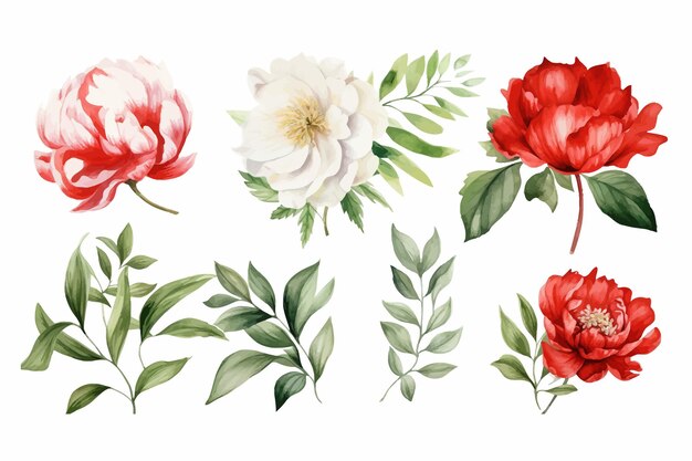 Set vintage watercolor elements of red and white peonies collection garden flowers leaves Flat handdrawn illustration isolated on white background