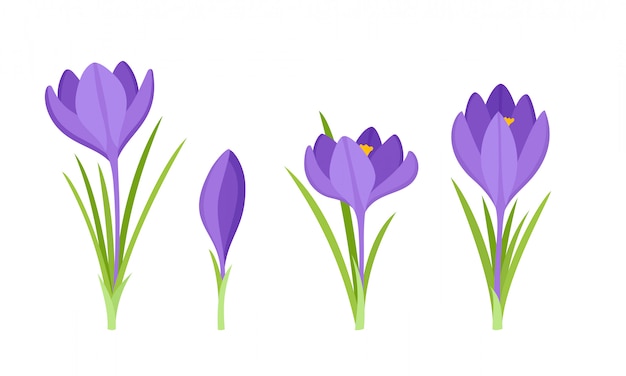 Set of violet crocus flowers with leaves isolated on white.